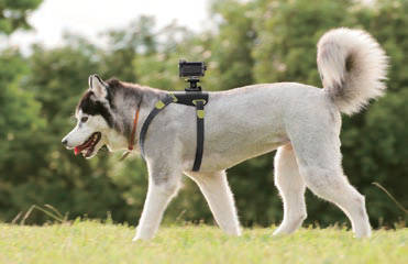 別売のドッグハーネス（ 標準価格5250円）を使えば、愛犬の背中に取り付けることもできる。散歩の様子を犬の目線で撮影できるのはユニーク。